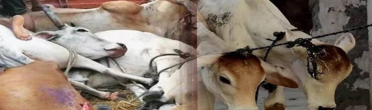 News : अमृतसर में गोमांस फैक्ट्री का भंडाफोड़, रात में हत्या कर पैक करते थे मांस, चार गिरफ्तार!