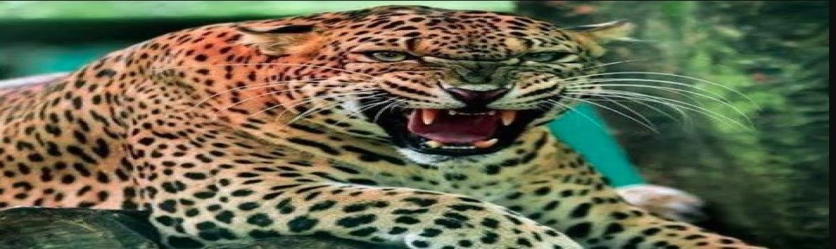 गुलदार के हमले में 5 वर्षीय मासूम की मौत