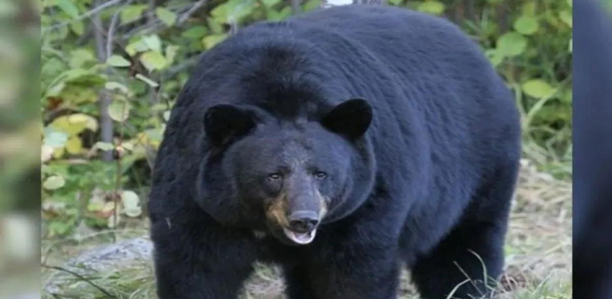 टिहरी में भालू का हमला: ग्राम प्रधान समेत 3 घायल, AIIMS ऋषिकेश में भर्ती