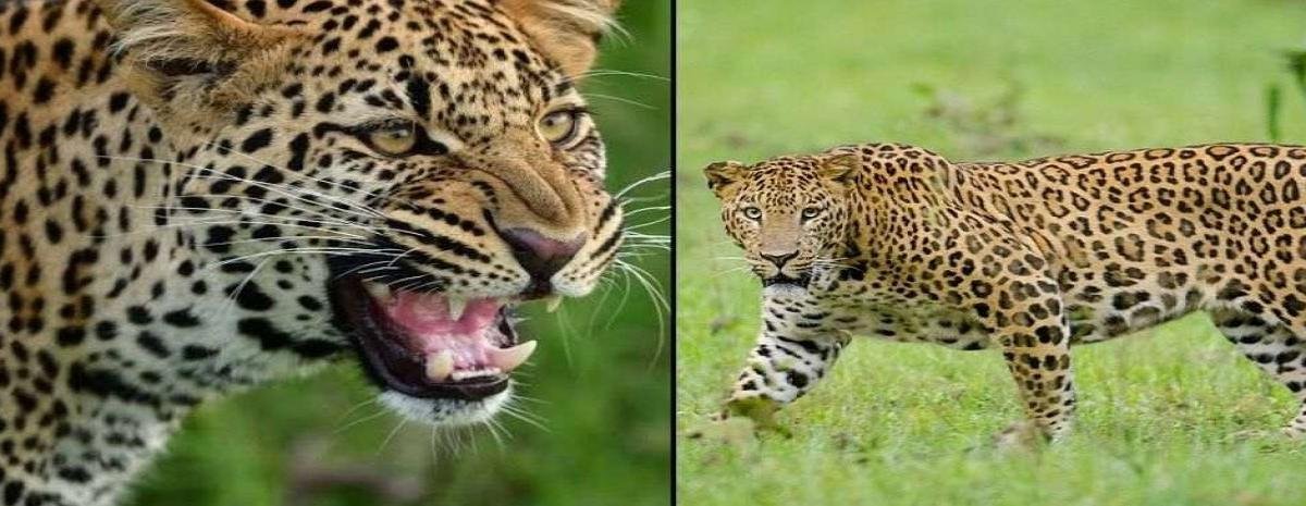 चमोली में गुलदार का हमला: खेत में काम कर रहे युवक पर किया हमला, ग्रामीणों में दहशत