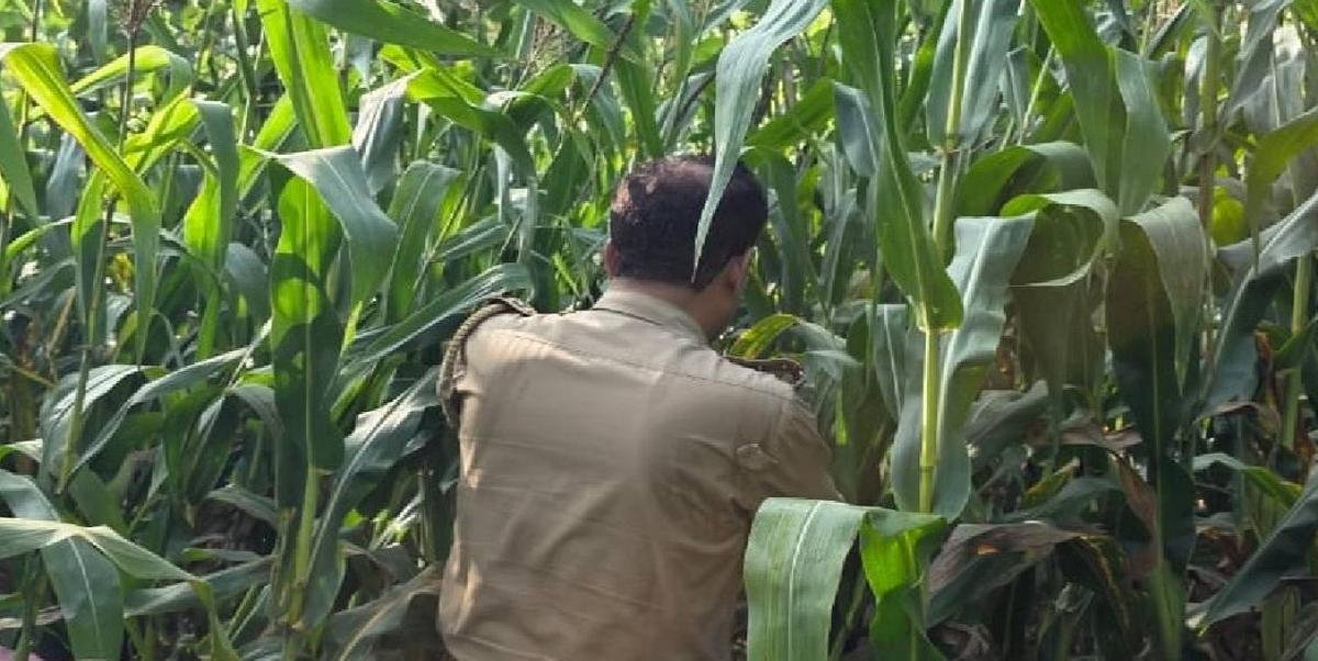 बहराइच में छात्रा की हत्या से सनसनी: आम तोड़ने गई बच्ची का खेत में मिला शव, दुष्कर्म के बाद हत्या की आशंका