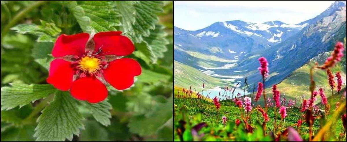 उत्तराखंड की फूलों की घाटी 1 जून से खुलेगी, खिलने लगे दुर्लभ हिमालयी फूल