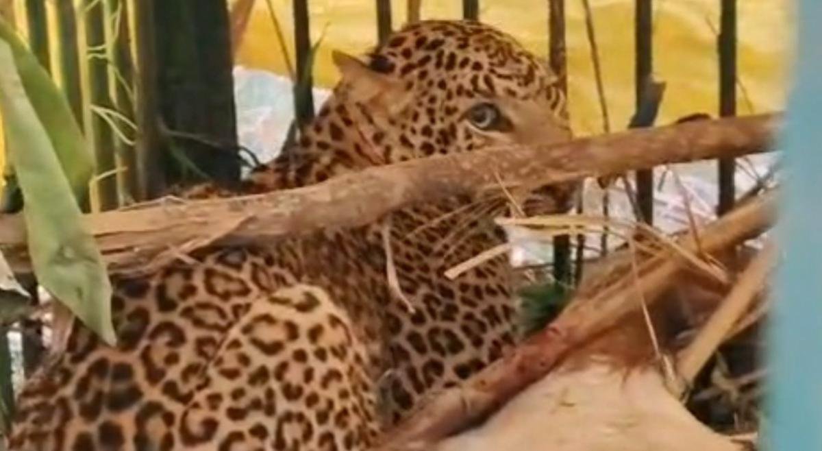 Lakhimpur Kheri News: सिसैया गांव में घुसा तेंदुआ, पूरी रात चला रेस्क्यू ऑपरेशन, ग्रामीणों में दहशत